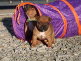 Chiots Staffordshire Bull Terrier LOF disponibles