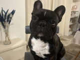 Mâle Bouledogue Français disponible pour saillie