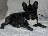 Mâle Bouledogue Français disponible pour saillie