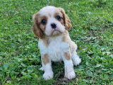 Chiots Cavaliers King Charles LOF à vendre