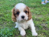 Chiots Cavaliers King Charles LOF à vendre