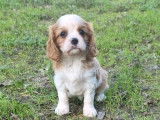 Chiots Cavaliers King Charles LOF à vendre