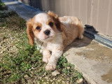 Viktor, chiot Cavalier King Charles LOF à vendre