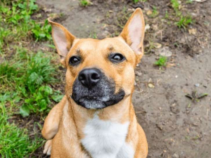 À adopter : chienne au pelage fauve
