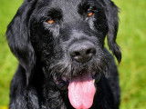 Chien Griffon Korthals disponible à l'adoption