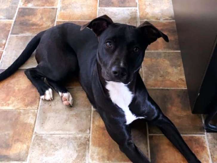 En attente d’adoption, chienne d’un an