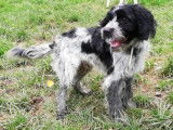 Chiot mâle noir et blanc à adopter