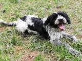 Chiot mâle noir et blanc à adopter