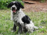 Chiot mâle noir et blanc à adopter
