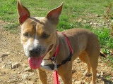 Disponible à l'adoption, chienne fauve