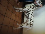 Mâle Dalmatien LOF disponible pour saillie