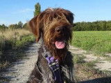 En attente d'adoption : chien Drahthaar marron