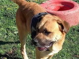 À la recherche d'un foyer : chien adulte