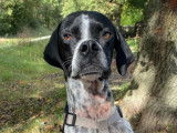 En attente d'adoption, chienne Pointer Anglais