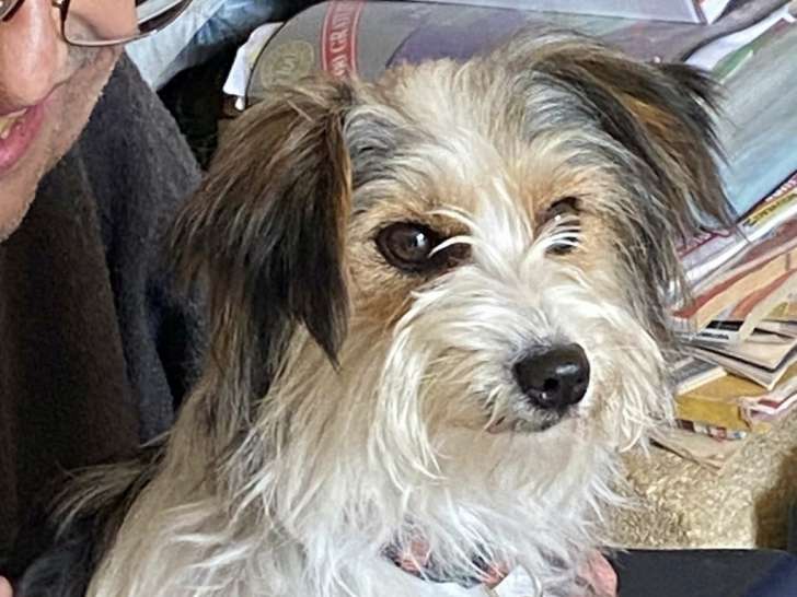 Chienne tricolore en attente d'adoption
