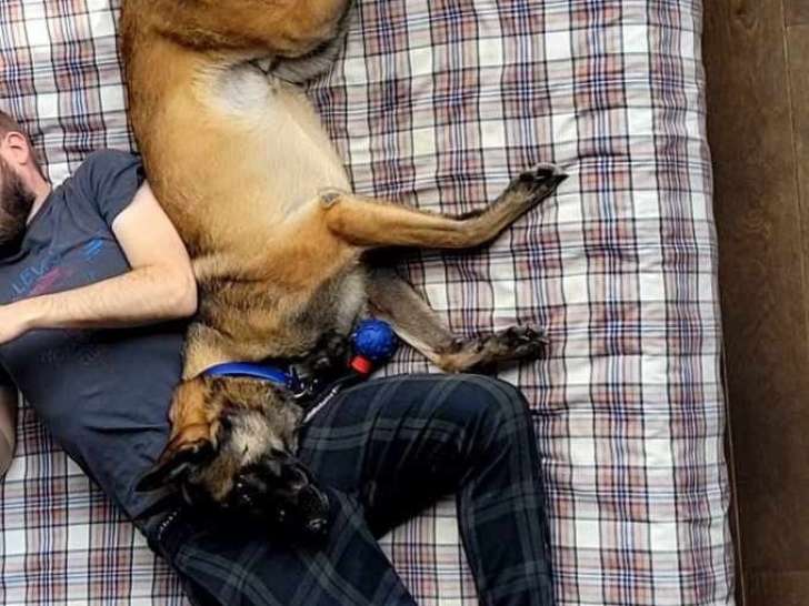 Disponible à l'adoption, chien noir et feu