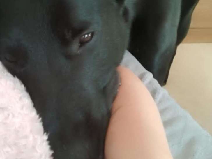 À adopter : chien de 6 ans