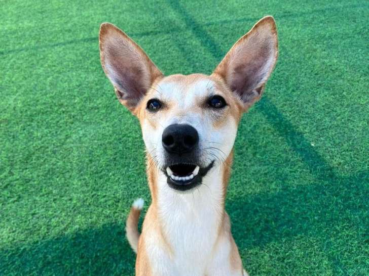 Disponible à l'adoption : chiot femelle roux et blanc