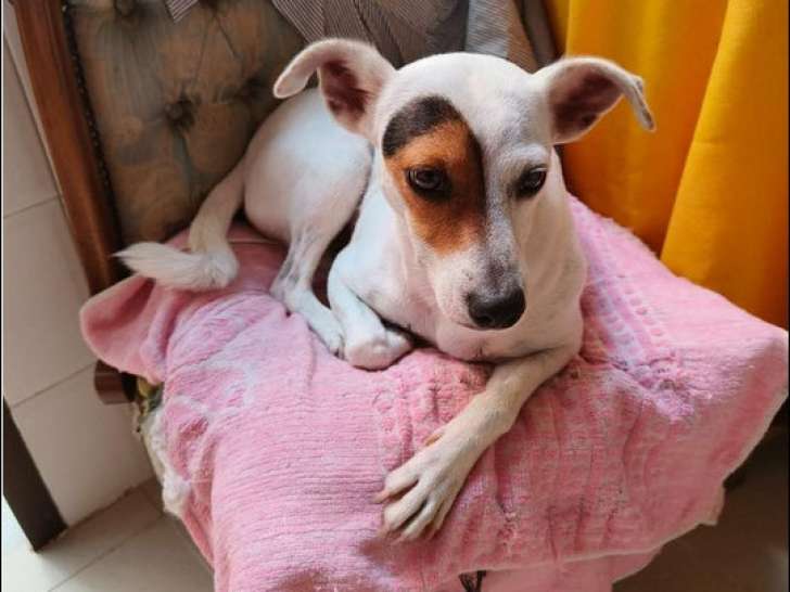 Chienne Bodeguero de 4 ans à adopter