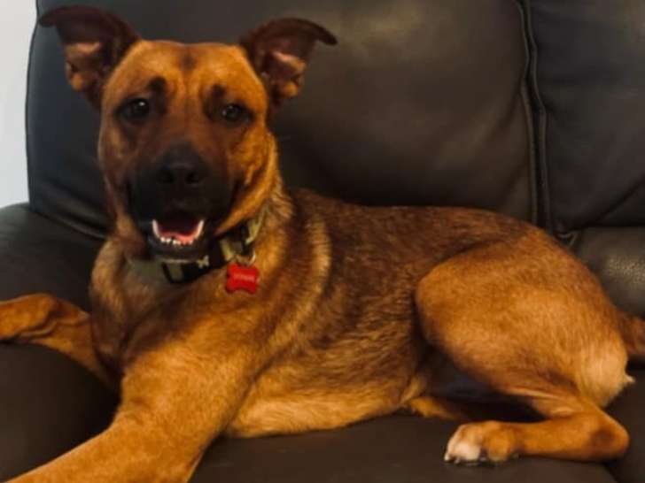 Chien marron disponible à l'adoption