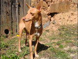 Chienne Podenco de 2 ans en attente d'adoption