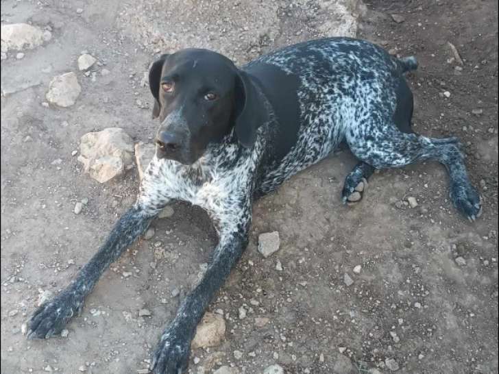 Chienne noir et blanc en quête d'une famille