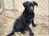 À adopter, chienne noire