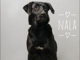 À adopter, chienne noire