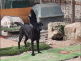 À adopter, chienne noire