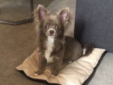 Mâle Chihuahua disponible pour saillie