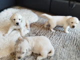 Adorables chiots Golden Retriever à vendre