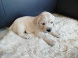 Adorables chiots Golden Retriever à vendre