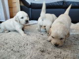 Adorables chiots Golden Retriever à vendre