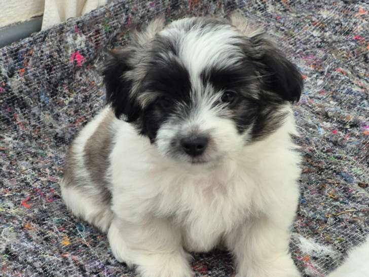 Chiot Coton de Tuléar à vendre