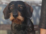 Thor, mâle Teckel LOF disponible pour saillie
