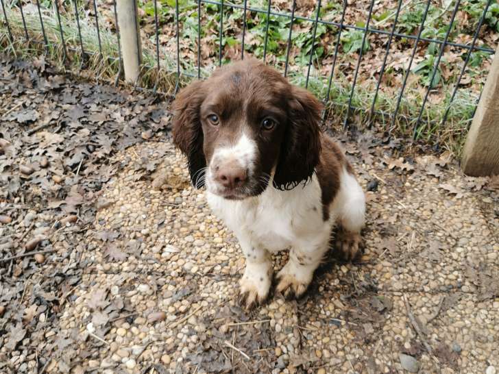 Chiots Springer Anglais à vendre de 3 mois