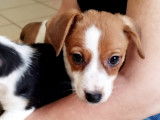 À adopter : chiot Jack Russel femellej