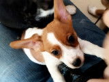 À adopter : chiot Jack Russel femellej