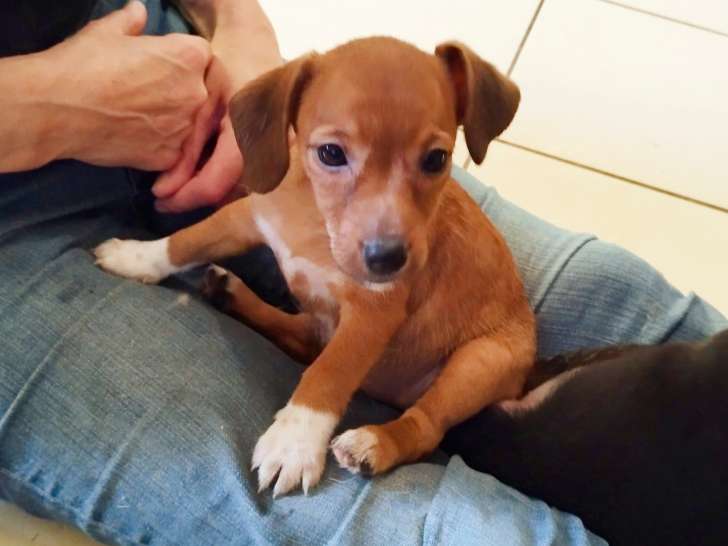En attente d'adoption : chiot femelle Jack Russell fauve