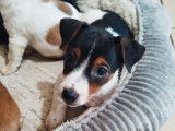En quête d'une famille : chiot mâle Jack Russell tricolore