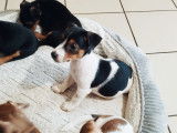 En quête d'une famille : chiot mâle Jack Russell tricolore