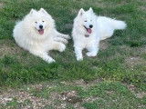 Chiots Samoyède LOF à vendre