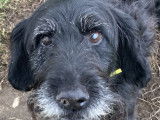 Chien noir disponible à l'adoption