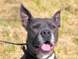 Chien American Staffordshire Terrier âgé de 5 ans disponible à l'adoption