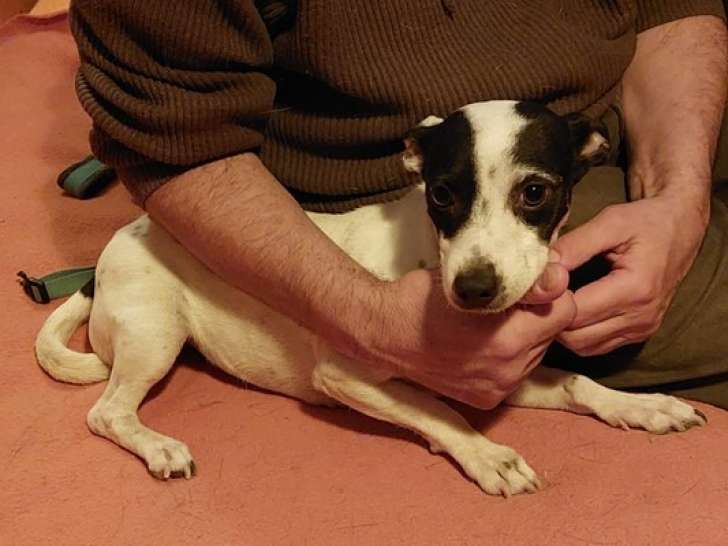À adopter : chienne de 2 ans