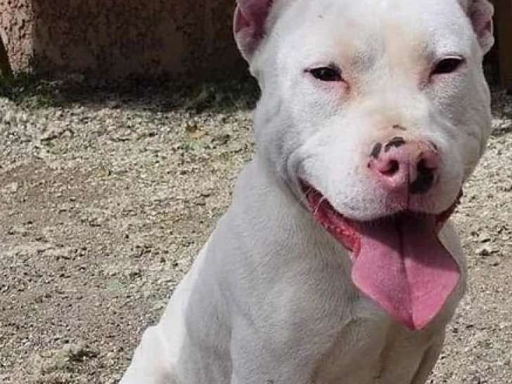 Prêt pour l'adoption : chien d'un an