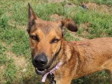 À adopter : chien fauve