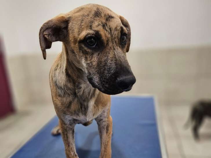 Chiot mâle de 4 mois disponible à l'adoption