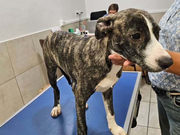 Chiot femelle prêt pour l’adoption
