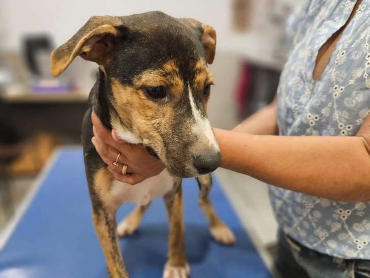 Chiot femelle âgé de 4 mois à accueillir